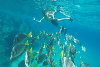 Land's End & Snorkel Tour in a Glass Bottom Boat (VisitA Cabo) - Snorkeling Gear and Fish You Can Actually Point Out