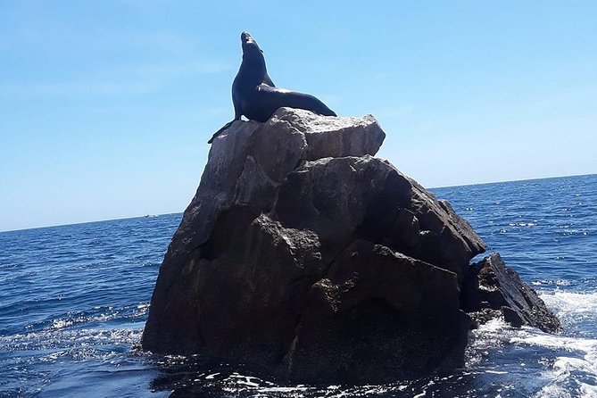 Land's End & Snorkel Tour in a Glass Bottom Boat (VisitA Cabo) - Price and Value: The $50 Ticket Plus the $1 Dock Fee
