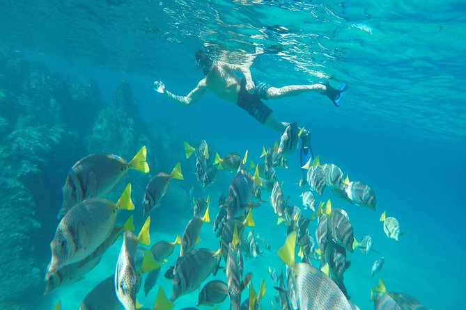 Land's End & Snorkel Tour in a Glass Bottom Boat (VisitA Cabo) - Snorkeling Gear and Fish You Can Actually Point Out