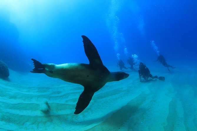Learn to Scuba Dive in Cabo San Lucas with PADI - Price breakdown: what $129 really covers