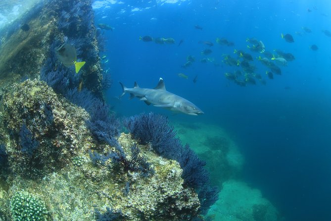 Learn to Scuba Dive in Cabo San Lucas with PADI - Timing and pickup: the most common way trips get messy