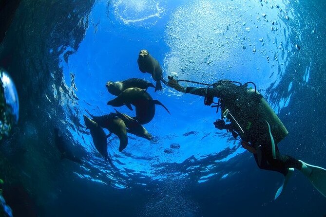 Los Cabos 1 tank dive to Land’s End (Certified Divers) - Price and On-Arrival Fees: What You Pay vs. What You’ll Need Cash For