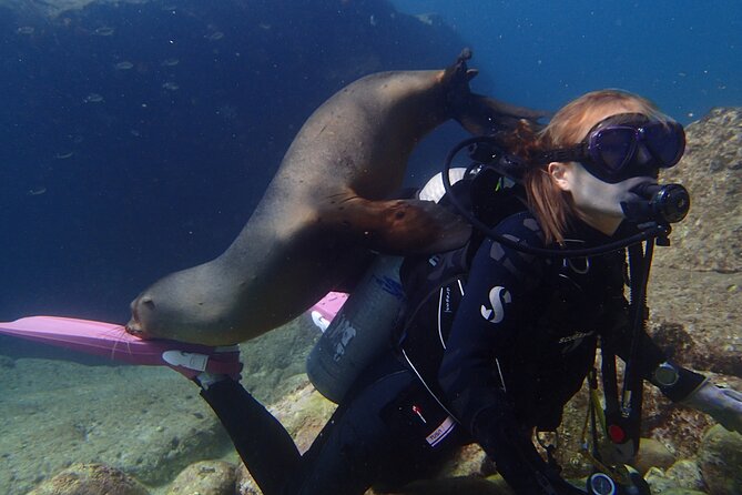 Los Cabos 2 tanks dive to The Corridor (Certified divers) - Tank one at around 60 feet: how to make the most of your time