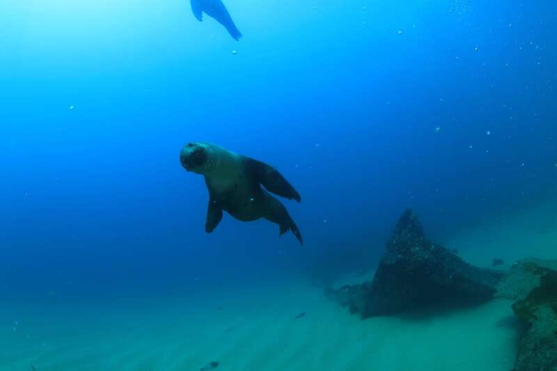 Los Cabos 3-Hour Certified Scuba Diving Tour - Sea conditions and season: when the water is most rewarding