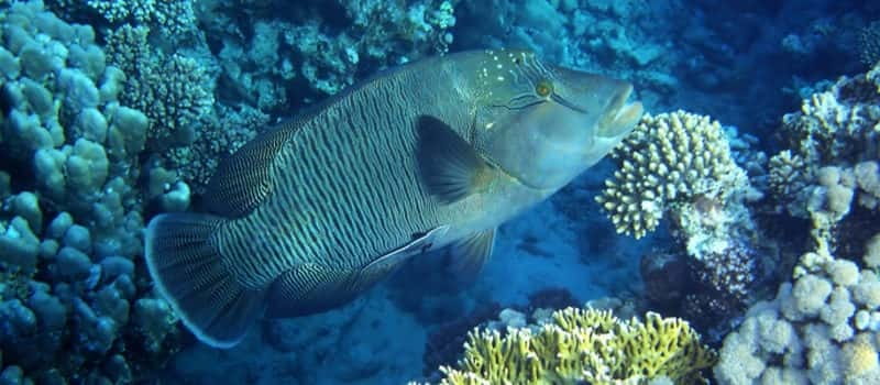 Los Cabos: 3-Hour Introductory Scuba Diving Adventure - Key things to know before you go
