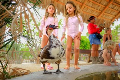 Los Cabos: Animal Encounter & Aqua Park Adventure - Your 4-hour flow in Los Cabos: pickup, entry, and the hanging bridge