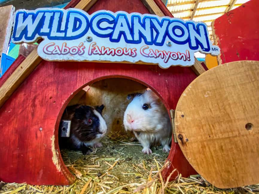 Los Cabos: Animal Encounter & Aqua Park Adventure - Feeding, petting, and animal stations you can’t fake