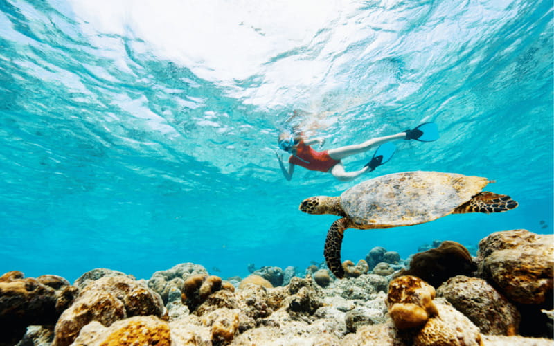 los cabos arch tour & drinks +snorkel tour - Snorkeling: 1 hour on a reef with gear provided