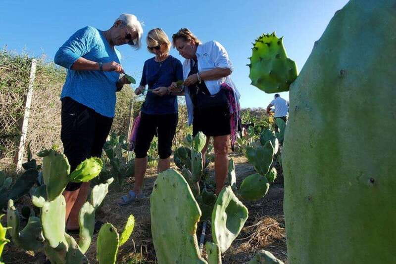 Los Cabos: Azteca Cactus Taco Farm to Table Cooking Class - Nopal Cactus Cooking in Los Cabos: Why This Class Works