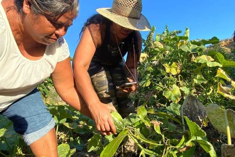 Los Cabos: Azteca Cactus Taco Farm to Table Cooking Class - Beach Walk and Sunset on the Pacific: Nature Lessons, Then a Slow Finish