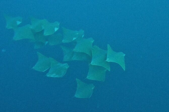 Los Cabos Beginner Scuba Dive Experience - Price and Value: What $143 Covers (and What Costs Extra)