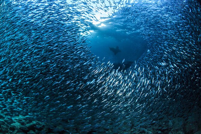Los Cabos Beginner Scuba Dive Experience - Meeting Point and Timing: How to Start Without Stress