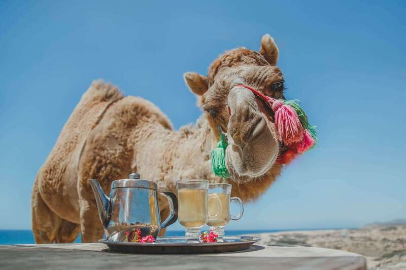 Los Cabos: Camel Ride Safari with Lunch and Tequila Tasting - Key things to know before you go