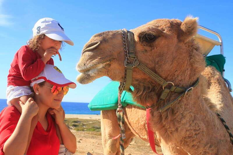 Los Cabos: Camel Ride Safari with Lunch and Tequila Tasting - From hotel pickup to camel introductions: how the safari starts