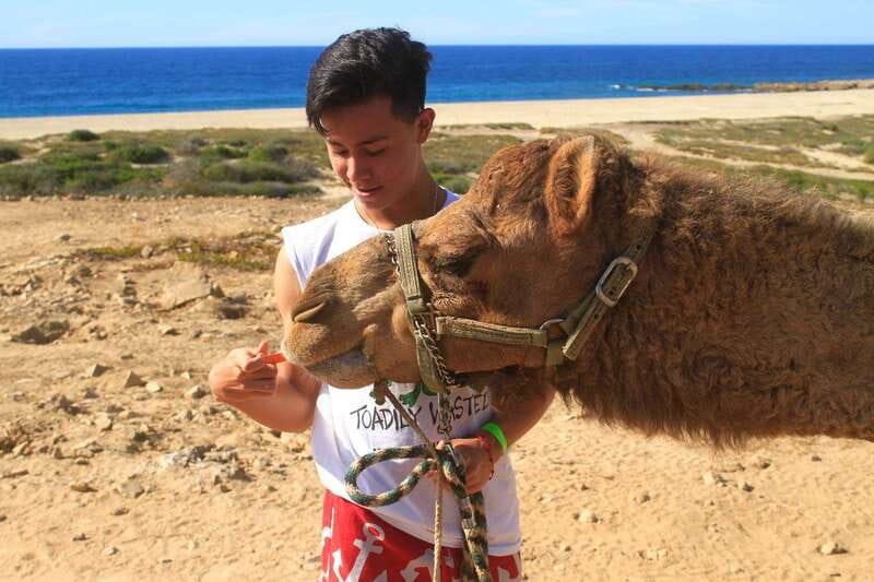 Los Cabos: Camel Ride Safari with Lunch and Tequila Tasting - Desert nature hike in the ecological reserve: spotting Baja plants the easy way