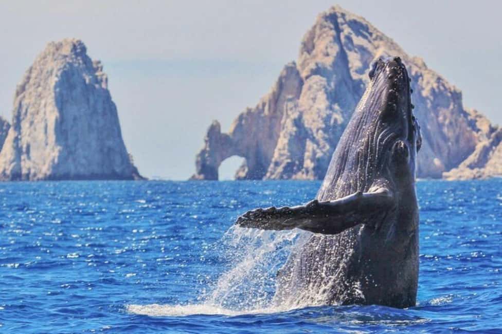 Los Cabos: Catamaran Whale Watching Cruise - Key Things to Know Before You Go