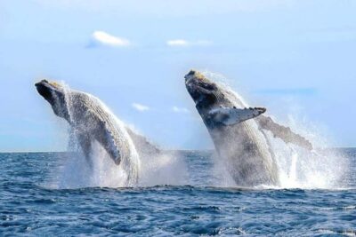 Los Cabos: Catamaran Whale Watching Cruise - Gray, Humpback, and Blue Whales: What You’re Actually Looking For