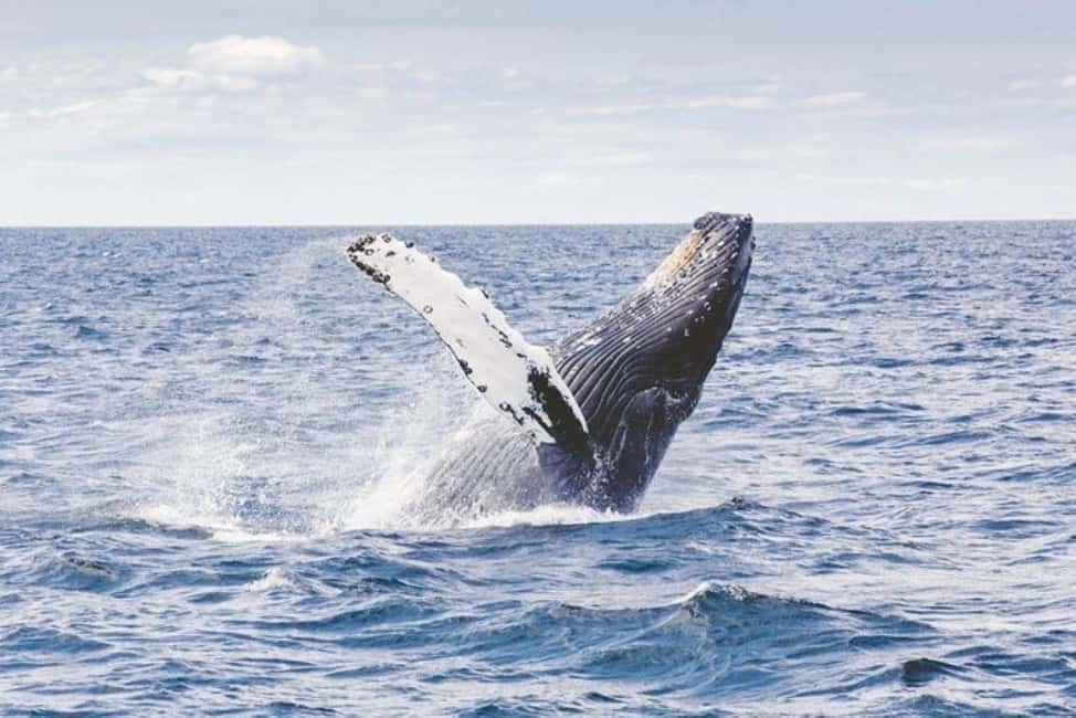 Los Cabos: Catamaran Whale Watching Cruise - Price and Value: Is $95 a Good Deal for This Whale Cruise?