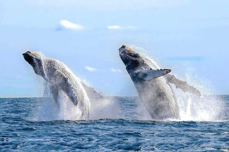 Los Cabos: Catamaran Whale Watching Cruise - FAQ
