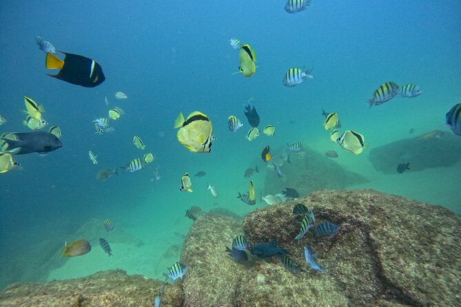 Los Cabos Open Water Diver Course - SSI Open Water Diver in Cabo San Lucas: what the 3 days really teach you