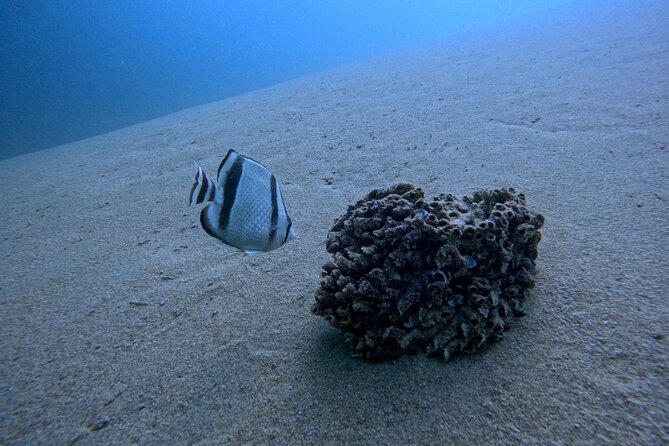 Los Cabos Open Water Diver Course - Underwater locations: fish life, Pelican Rock chaos, and what to expect