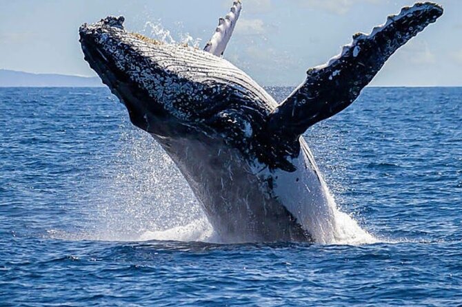 Los Cabos Private Yacht Whale Watching & Drinks - Up to 18 Guests - Cabo yacht whale watching: why this combo makes sense
