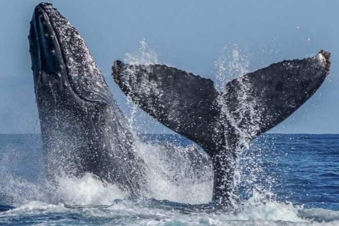 Los Cabos Private Yacht Whale Watching & Drinks - Up to 18 Guests - Stop 1: the Arch of Cabo San Lucas and the whale-search rhythm