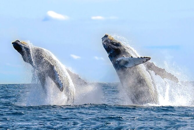 Los Cabos Private Yacht Whale Watching & Drinks - Up to 18 Guests - Water toys you can actually use: snorkel gear, paddle board, floating mat