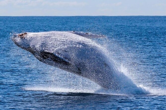 Los Cabos Private Yacht Whale Watching & Drinks - Up to 18 Guests - Drinks and comfort: what the vibe feels like on board