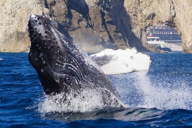 Los Cabos Private Yacht Whale Watching & Drinks - Up to 18 Guests - Timing your trip: December to April is the whale sweet spot
