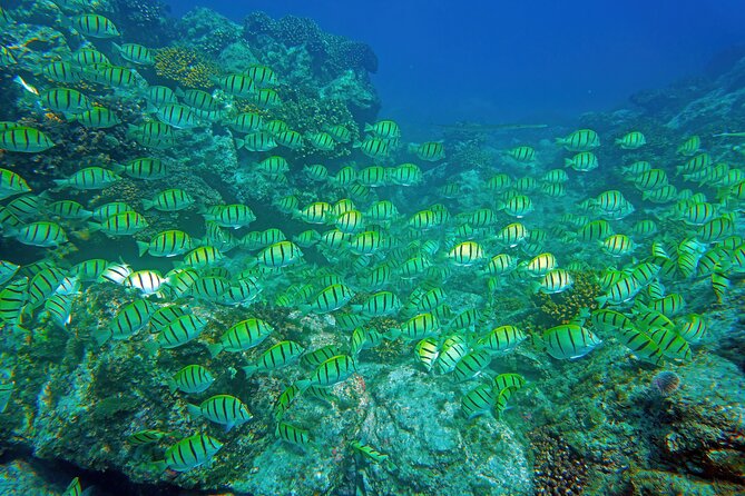 Los Cabos Snorkeling Tour by Speed Boat with Photos Included - The Speed Boat Setup: 28-Foot Apex, Ladder Entry, and Comfort