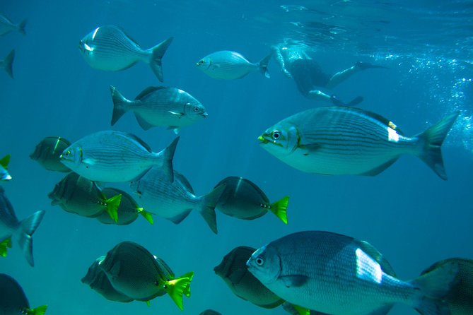 Los Cabos Snorkeling Tour to Chileno Bay and Santa Maria Cove - Shore-Entry Snorkeling Without a Boat to Schedule