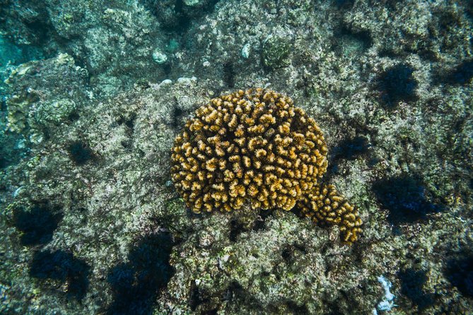 Los Cabos Snorkeling Tour to Chileno Bay and Santa Maria Cove - What the 3 Hours Really Feel Like (Including the Scenic Ride)