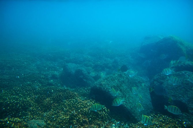 Los Cabos Snorkeling Tour to Chileno Bay and Santa Maria Cove - Price Value: What You Get for $95 Per Person