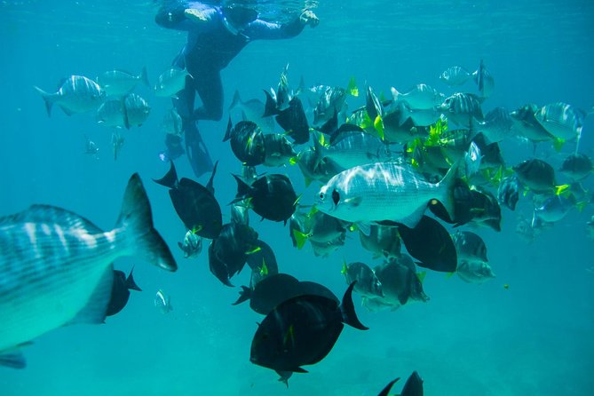 Los Cabos Snorkeling Tour to Chileno Bay and Santa Maria Cove - Who This Tour Fits Best in Cabo San Lucas