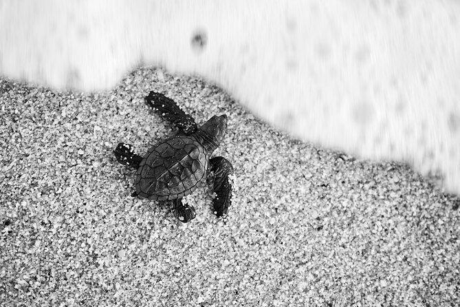 Los Cabos turtle release conservation program - Key things to know before you go