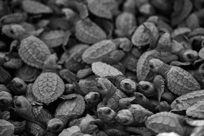 Los Cabos turtle release conservation program - Price and timing: how the 4 hours can feel longer (and why)