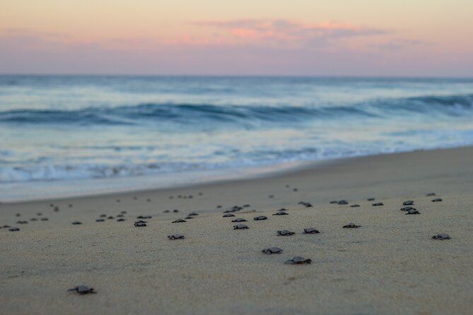 Los Cabos turtle release conservation program - What you’ll actually need to know before you arrive
