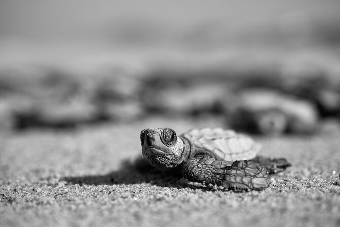 Los Cabos turtle release conservation program - Group tour vs private option: what changes in your day