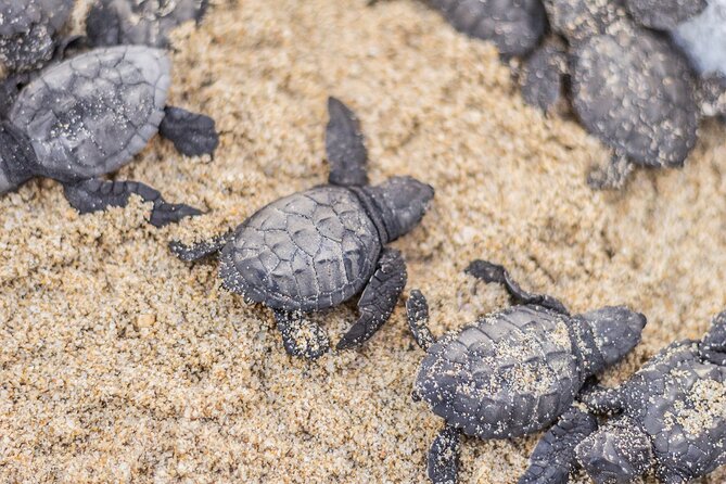 Los Cabos turtle release conservation program - Cancellations and changes: the part of nature you can’t control