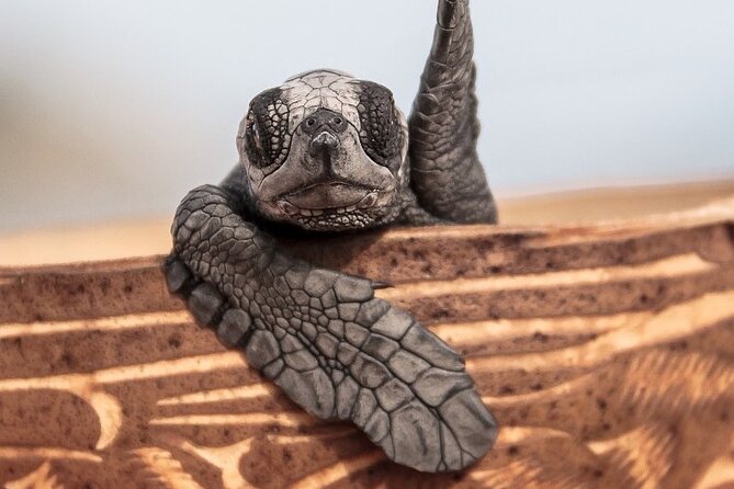 Los Cabos turtle release conservation program - Rancho Carisuva (about 20 minutes): what you’re doing there