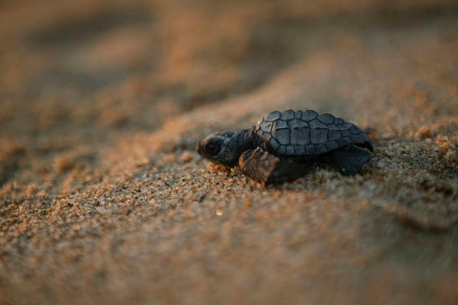 Los Cabos Turtle Release Eco-Experience - Key Things I’d Watch For Before You Go