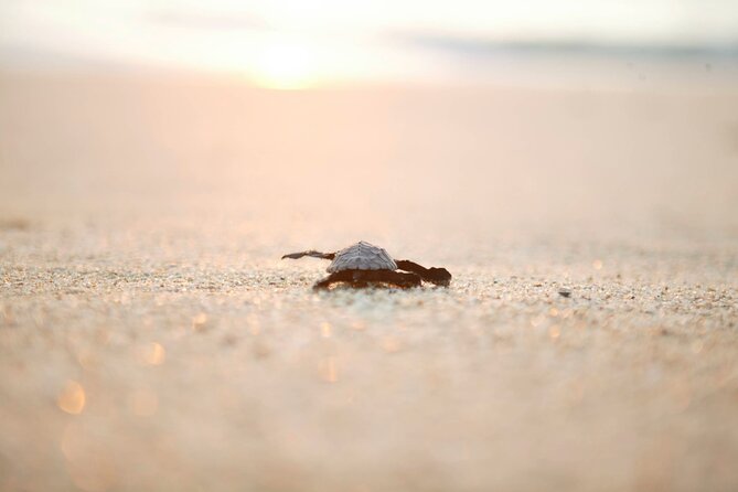 Los Cabos Turtle Release Eco-Experience - The 4:00 pm Turtle Release in San José del Cabo: What the Timing Really Means