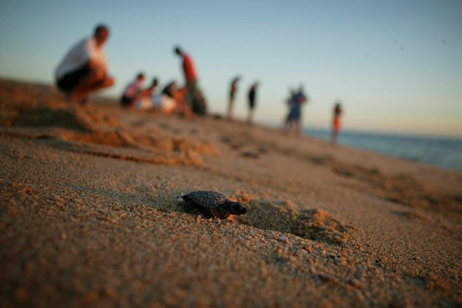Los Cabos Turtle Release Eco-Experience - Where You’ll Actually Release the Turtles: La Bocana or Costa Azul