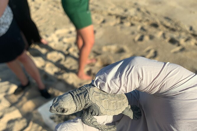 Los Cabos Turtle Release Eco-Experience - The Hands-On Moment: Holding and Getting Hatchlings to the Water