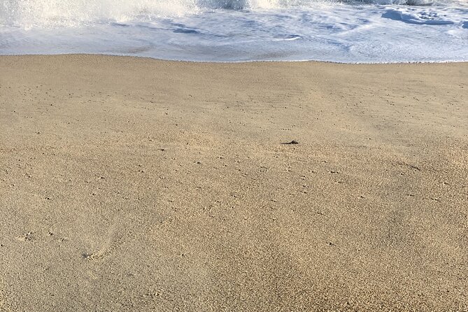 Los Cabos Turtle Release Eco-Experience - The Conservation Education You’ll Get (and How to Get More Out of It)