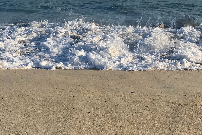 Los Cabos Turtle Release Eco-Experience - Crowds, Seagulls, and Beach Reality: What Might Surprise You