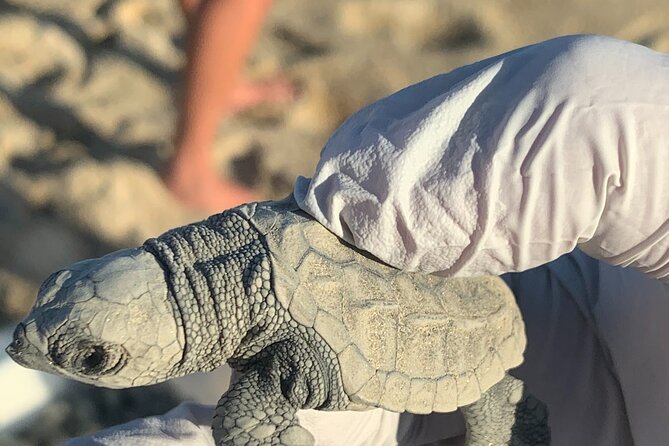 Los Cabos Turtle Release Eco-Experience - How Much Time You’ll Spend There (and What to Do Beforehand)