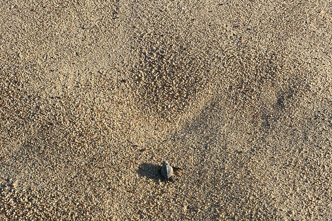 Los Cabos Turtle Release Eco-Experience - Price and Value: What $95 Buys You in Real Terms