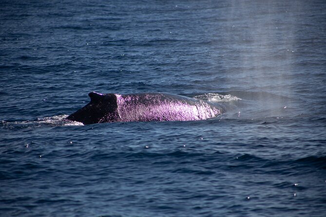 Los Cabos Whale Watching Cruise Including Breakfast - Whale Watching at Sea of Cortez: What You’re Looking For
